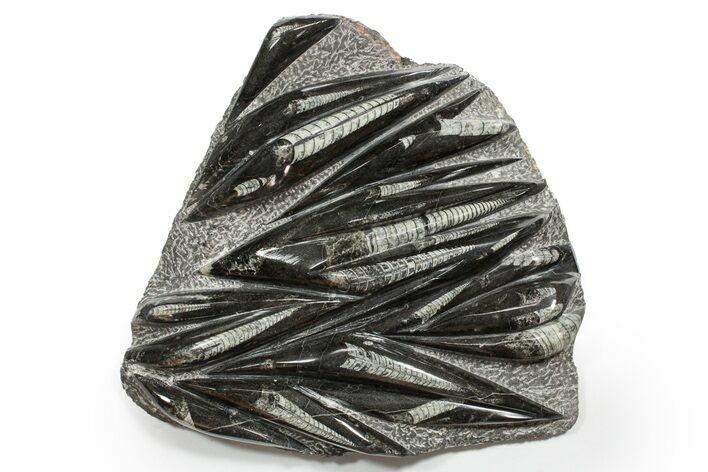 Polished Fossil Orthoceras (Cephalopod) Plate - Morocco #352288